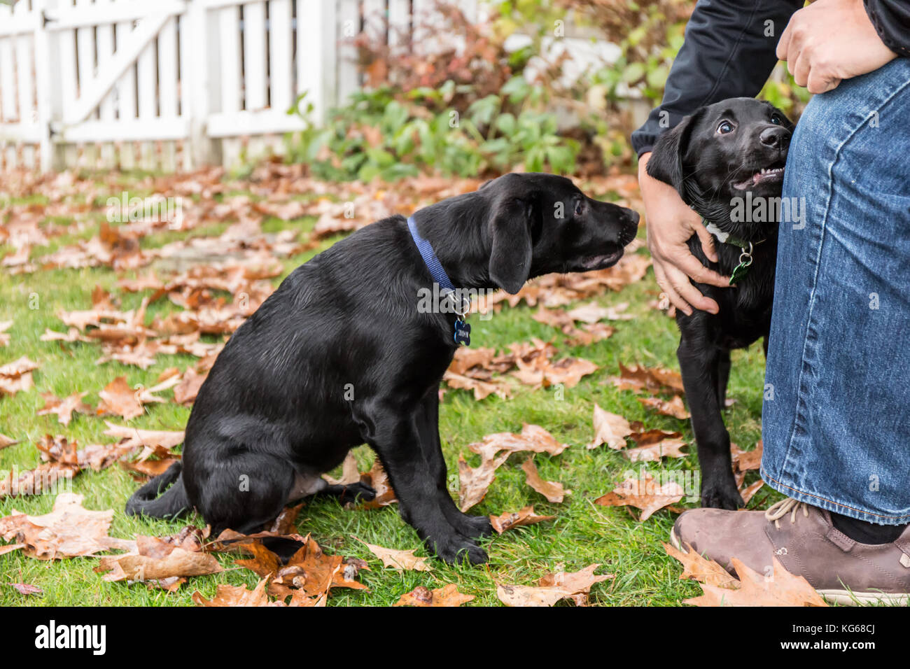Man petting 
