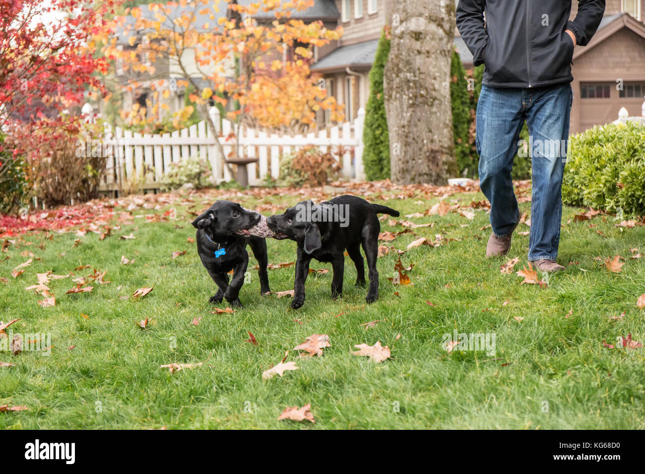 'Shadow' and 'Baxtor', three month old black Labrador Retriever puppies, playing tug on the lawn beside their owner in Bellevue, Washington, USA Stock Photo