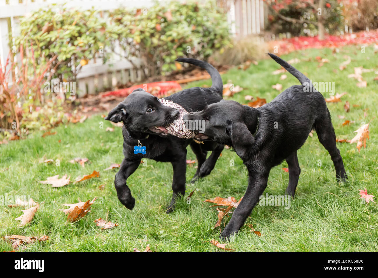 'Shadow' and 'Baxtor', three month old black Labrador Retriever puppies, playing tug on the lawn in Bellevue, Washington, USA Stock Photo