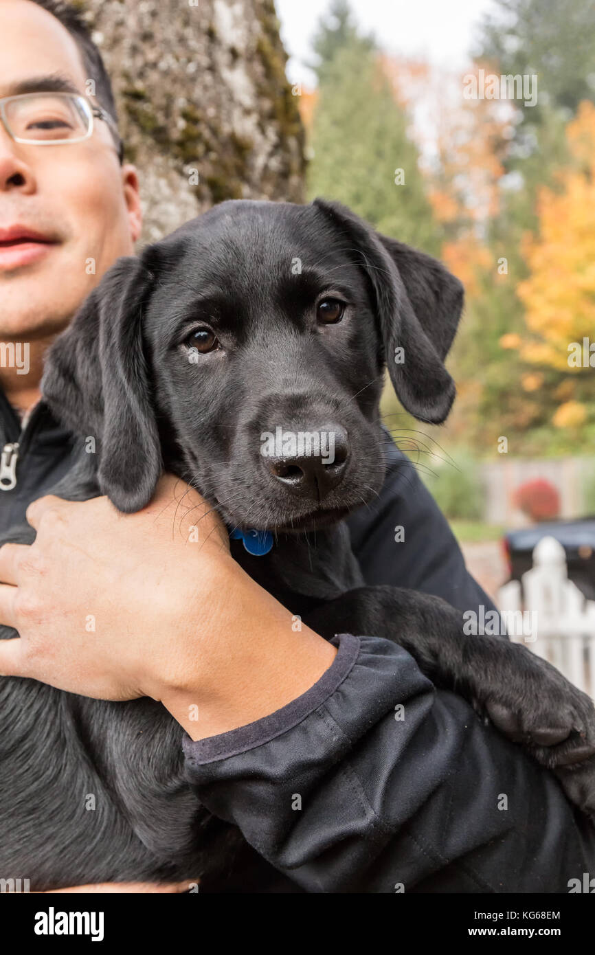 Man holding 'Shadow', his three month old black Labrador Retriever puppy, in Bellevue, Washington, USA Stock Photo