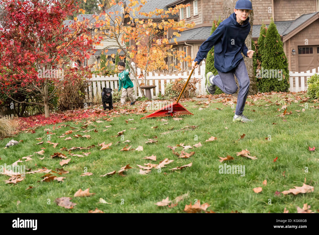 'Shadow', a three month old black Labrador Retriever puppy, chasing after a twelve year old boy pulling a rake behind him in Bellevue, Washington, USA Stock Photo