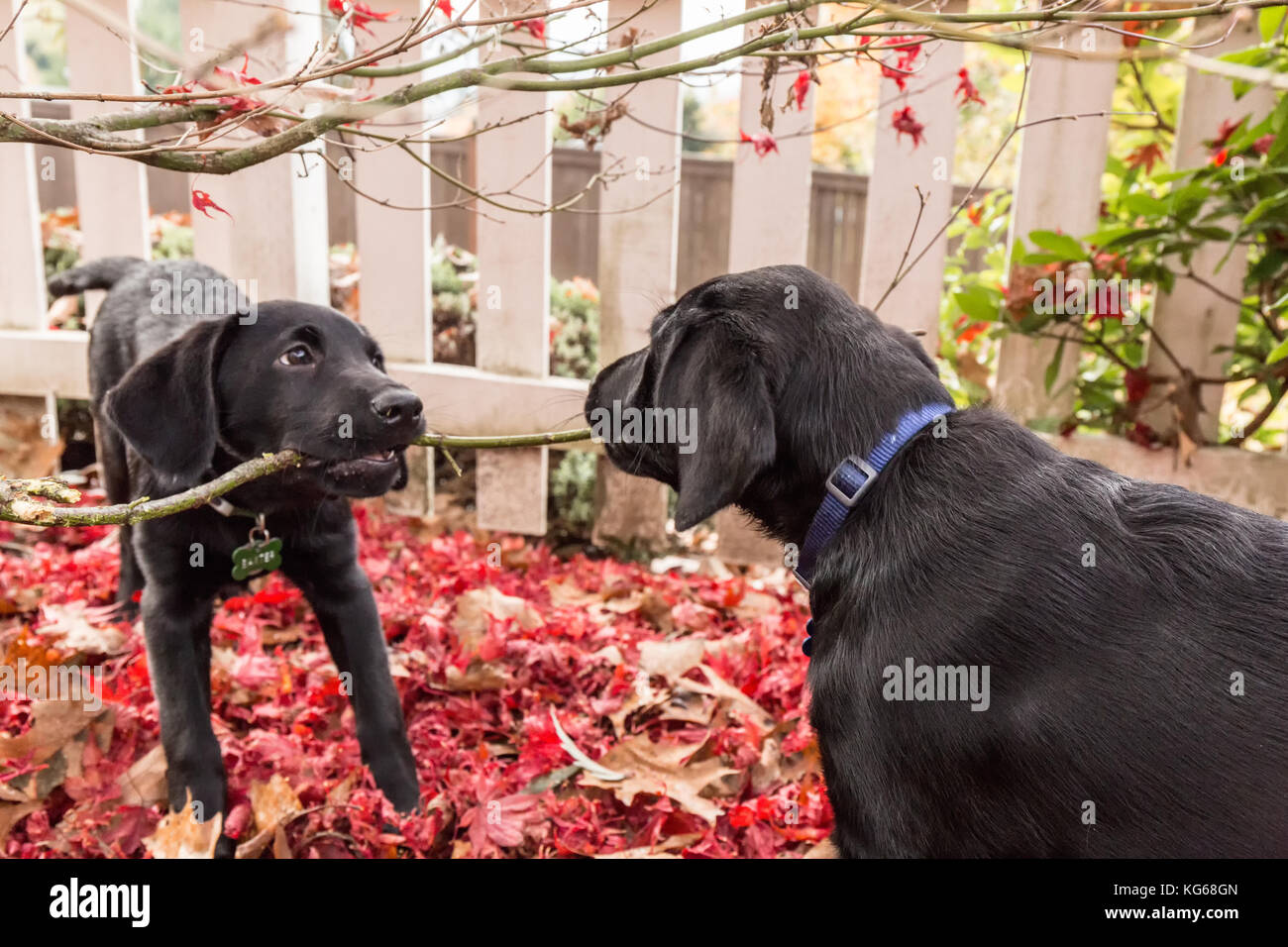 'Shadow' and 'Baxtor', three month old black Labrador Retriever puppies, chewing on a tree branch, in Bellevue, Washington, USA Stock Photo