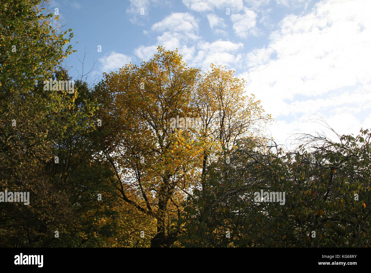 Sefton Park, Autumn time Stock Photo