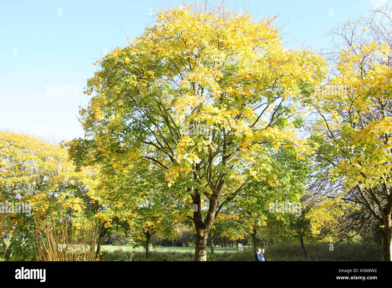 Sefton Park, Autumn time Stock Photo Alamy
