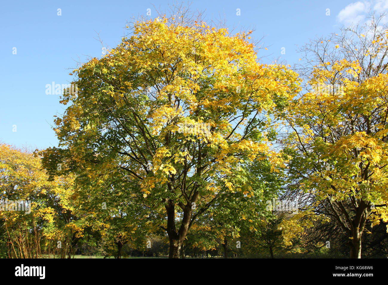Sefton Park, Autumn time Stock Photo Alamy