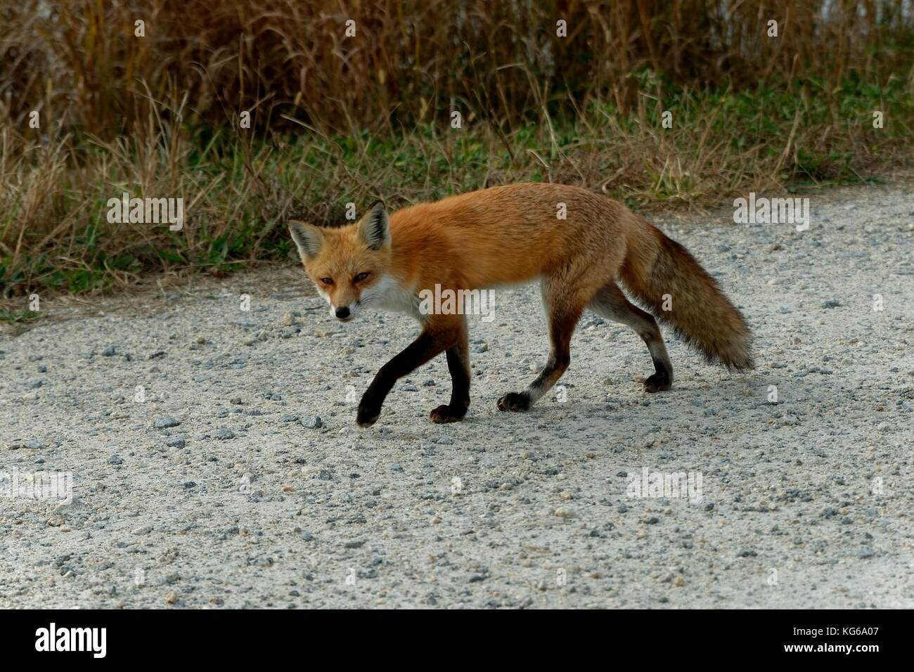 A red fox (Vulpes vulpes) vixen walks alonside a road at Bombay Hook National Wildlife Refuge near Smyrna, Delaware, USA. Stock Photo
