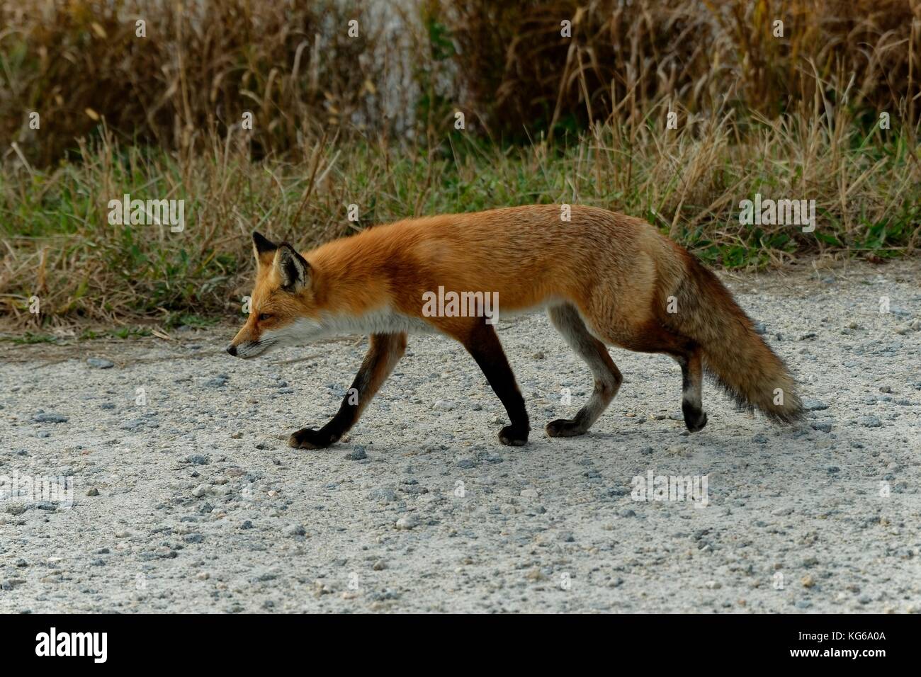 A red fox (Vulpes vulpes) vixen walks alonside a road at Bombay Hook National Wildlife Refuge near Smyrna, Delaware, USA. Stock Photo