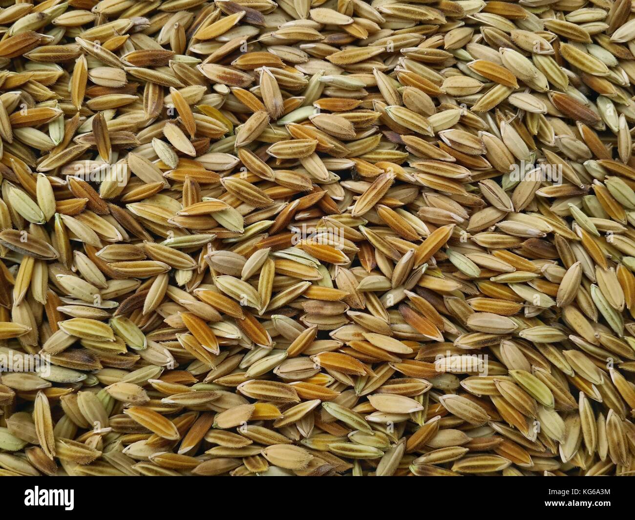 Indian rice paddy grains closeup selective focus shot from above. Stock Photo
