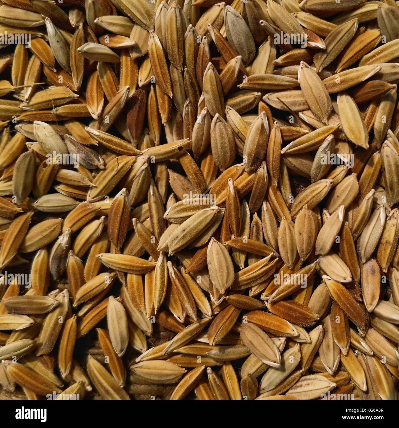 Indian paddy rice selective focus shot from above . Stock Photo