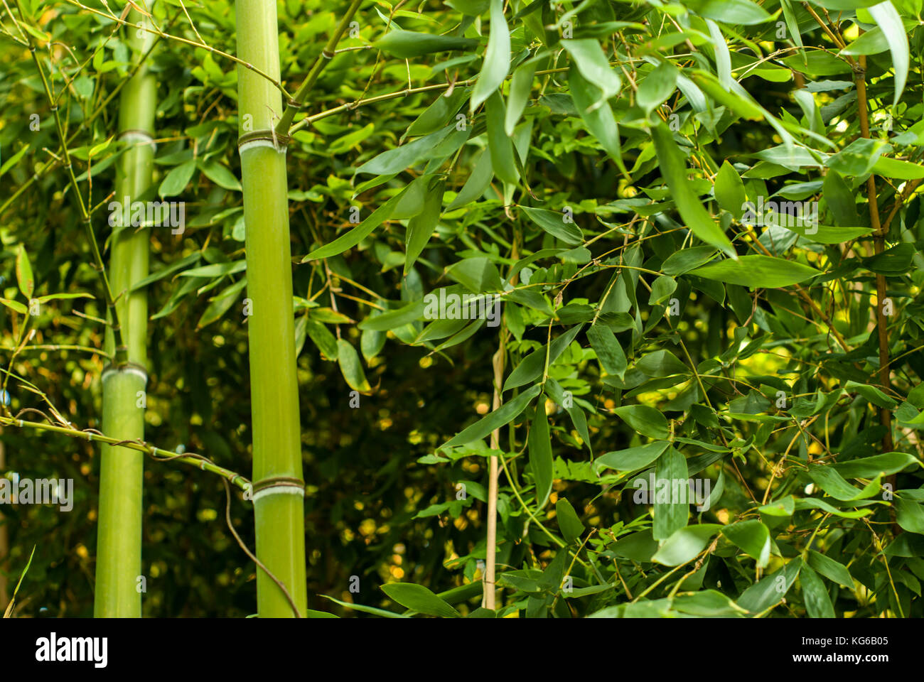 Sunlit vegetation hi-res stock photography and images - Alamy
