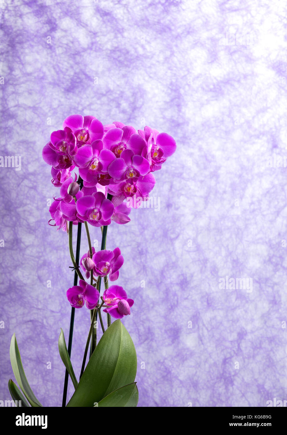 purple orchids corsage with vibrant colors. soft violet as background and free space for text Stock Photo