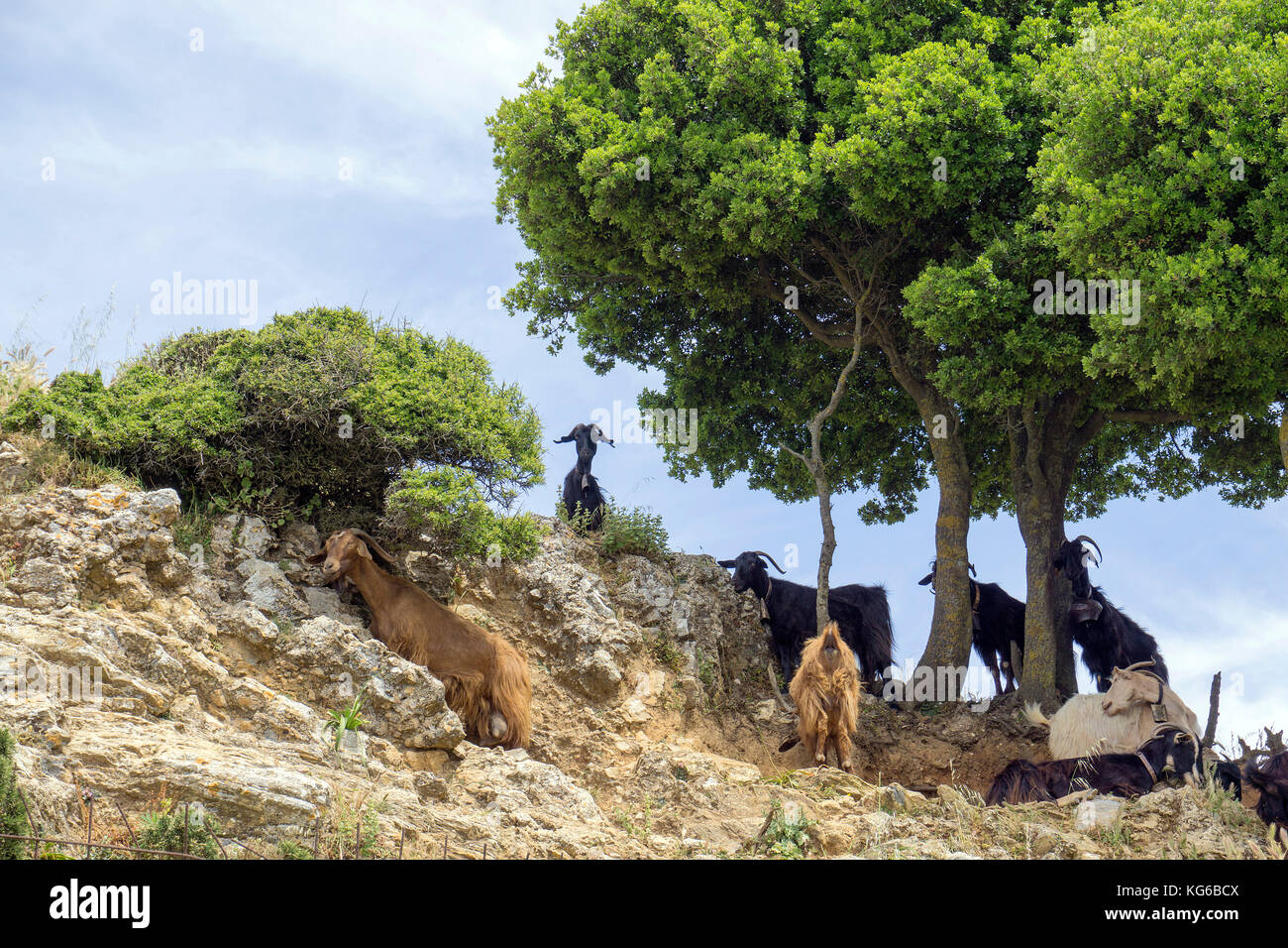 Goats at the shadow of treee, Naxos island, Cyclades, Aegean, Greece Stock Photo