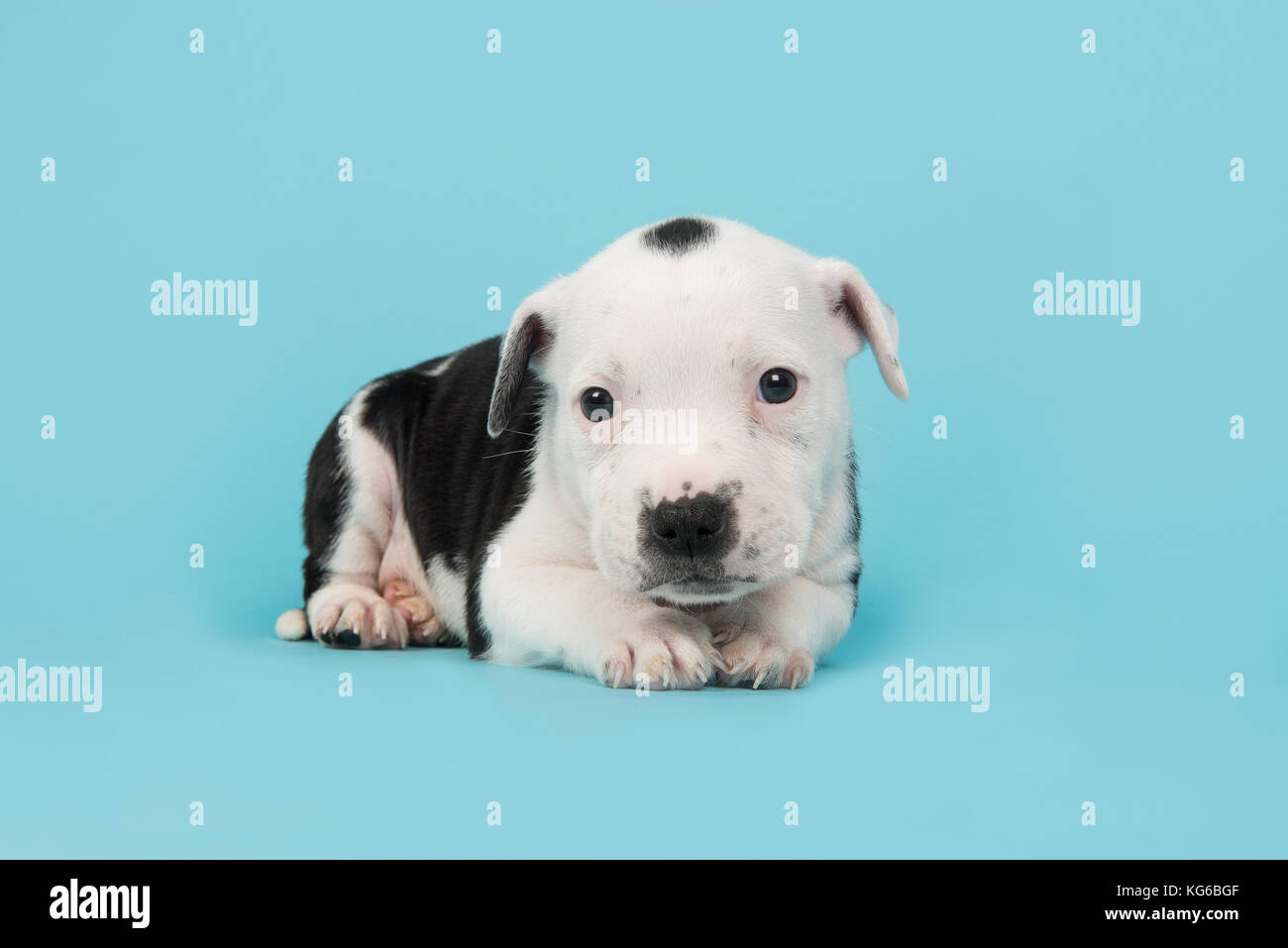 Cute black and white 5 weeks old stafford terrier puppy lying down seen from the side on a blue background Stock Photo