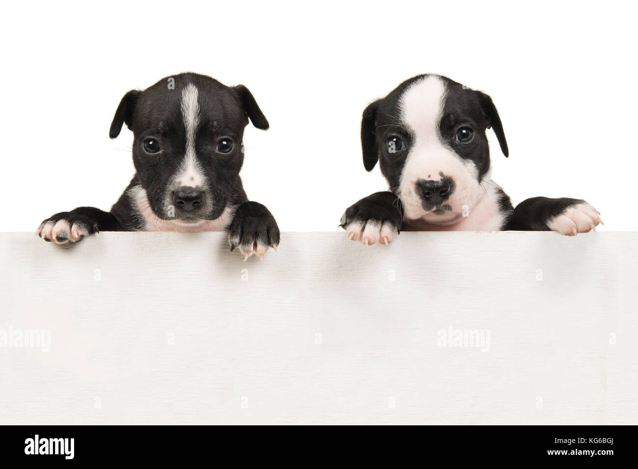 Two Cute Black And White Stafford Terrier Puppies Hanging Over An Empty Off White Wooden Bord With Space For Text On A White Background Stock Photo Alamy Two Cute Black And White Stafford Terrier Puppies Hanging Over An Empty Off White Wooden Bord With Space For Text On A White Background Stock Photo Alamy