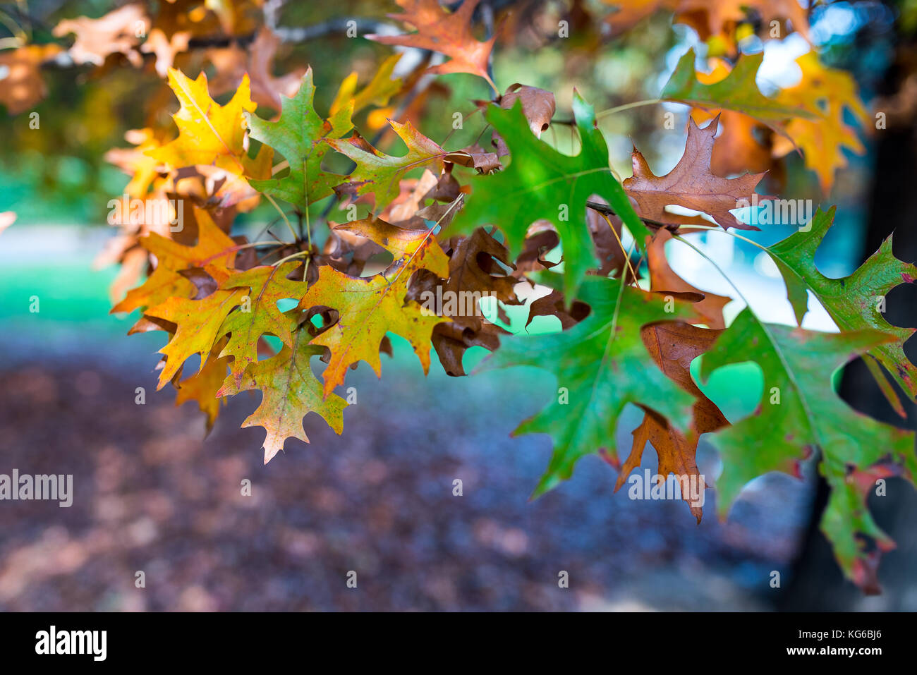 Autumn color palette hi-res stock photography and images - Alamy