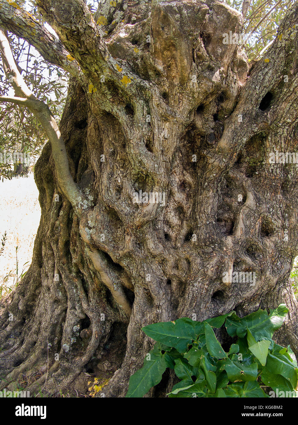 Trunk detail of a old olive tree (Olea europaea) at Melanes, Naxos island, Cyclades, Aegean, Greece Stock Photo