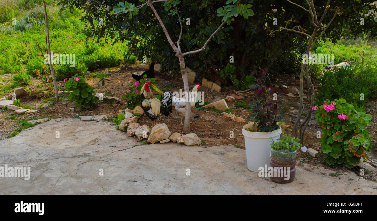 Village life chicken Lebanon Stock Photo Alamy