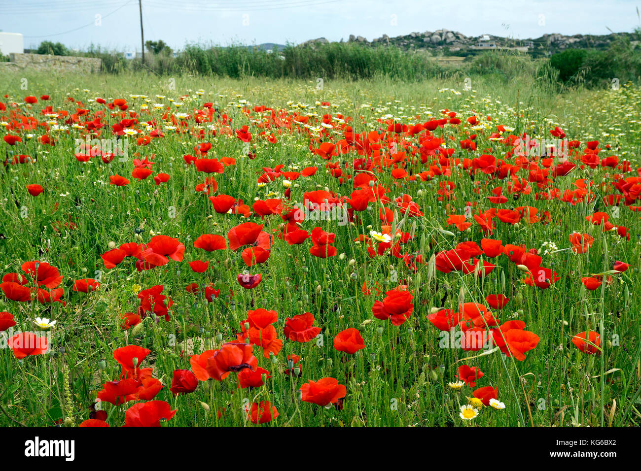 Flower meadow with corn poppy (Papaver rhoeas), west side of Naxos island, Cyclades, Aegean, Greece Stock Photo