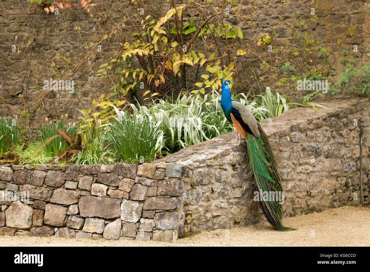 Stone wall with peacock in spring garden, northern Ireland, United