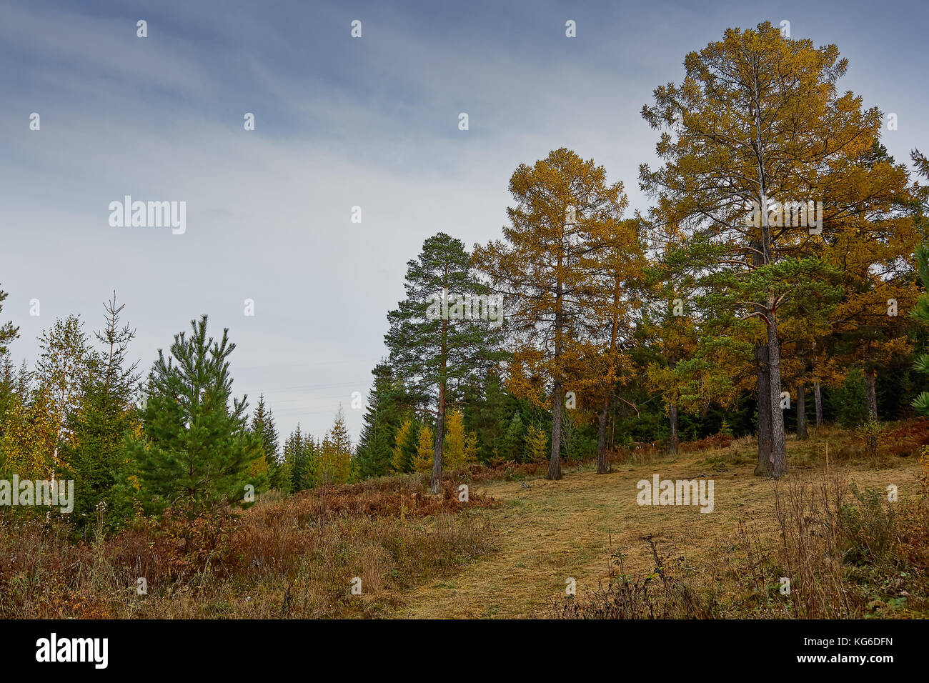 the mountain autumn landscape with colorful forest Stock Photo - Alamy