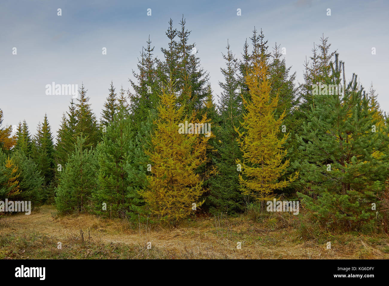 the mountain autumn landscape with colorful forest Stock Photo - Alamy