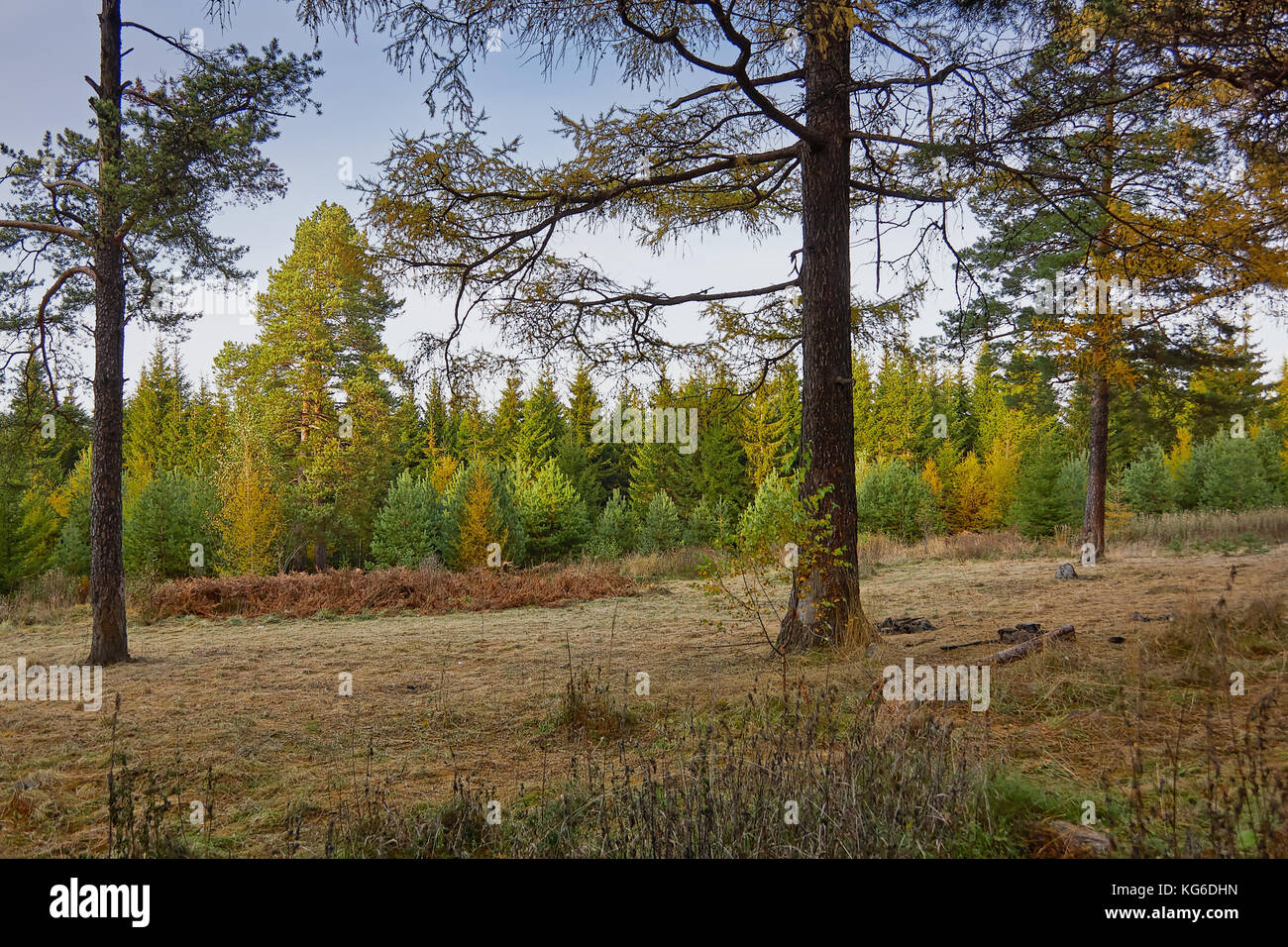 the mountain autumn landscape with colorful forest Stock Photo - Alamy