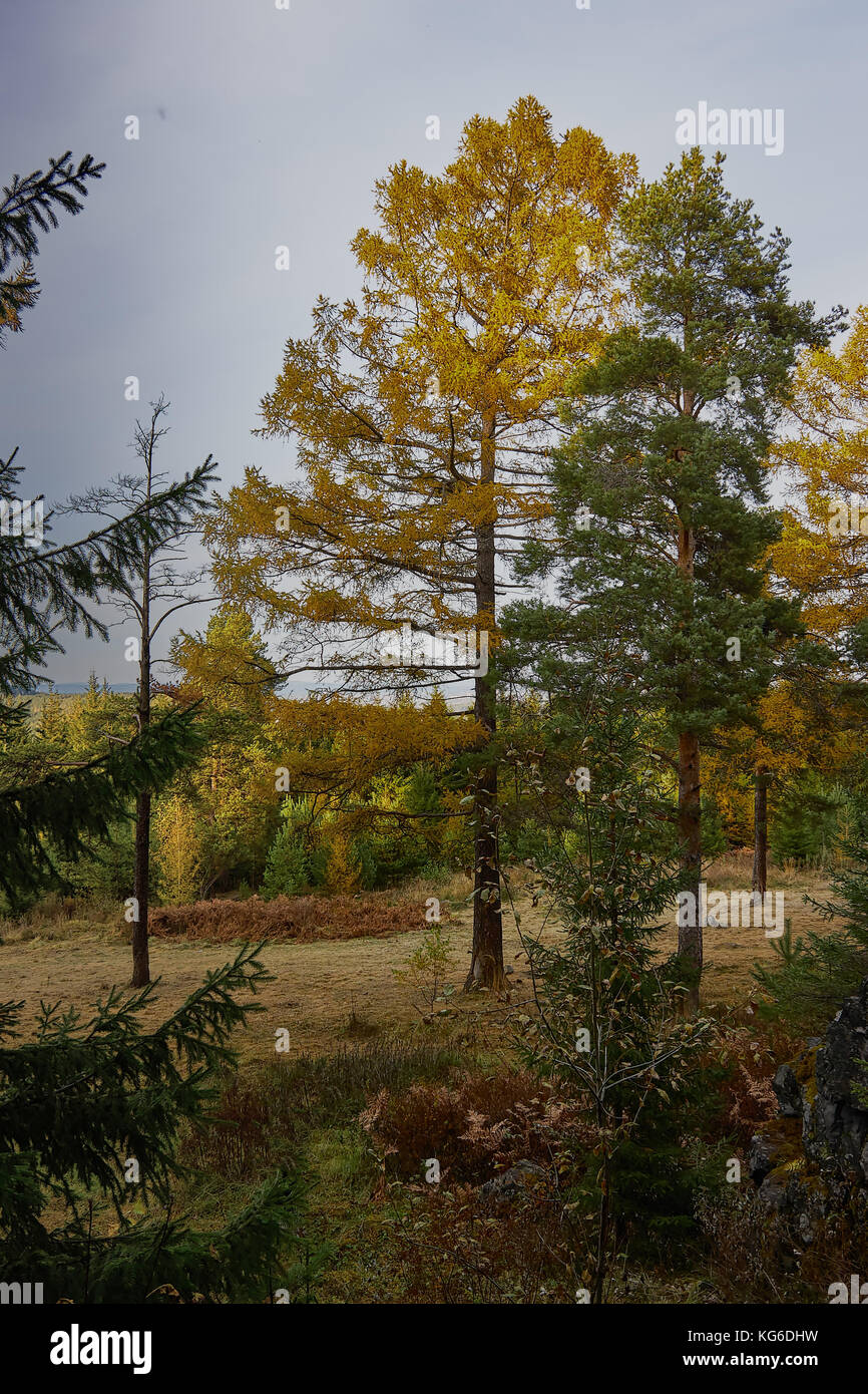 the mountain autumn landscape with colorful forest Stock Photo - Alamy