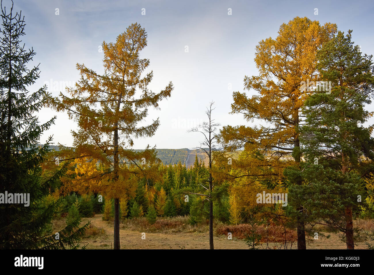 the mountain autumn landscape with colorful forest Stock Photo - Alamy
