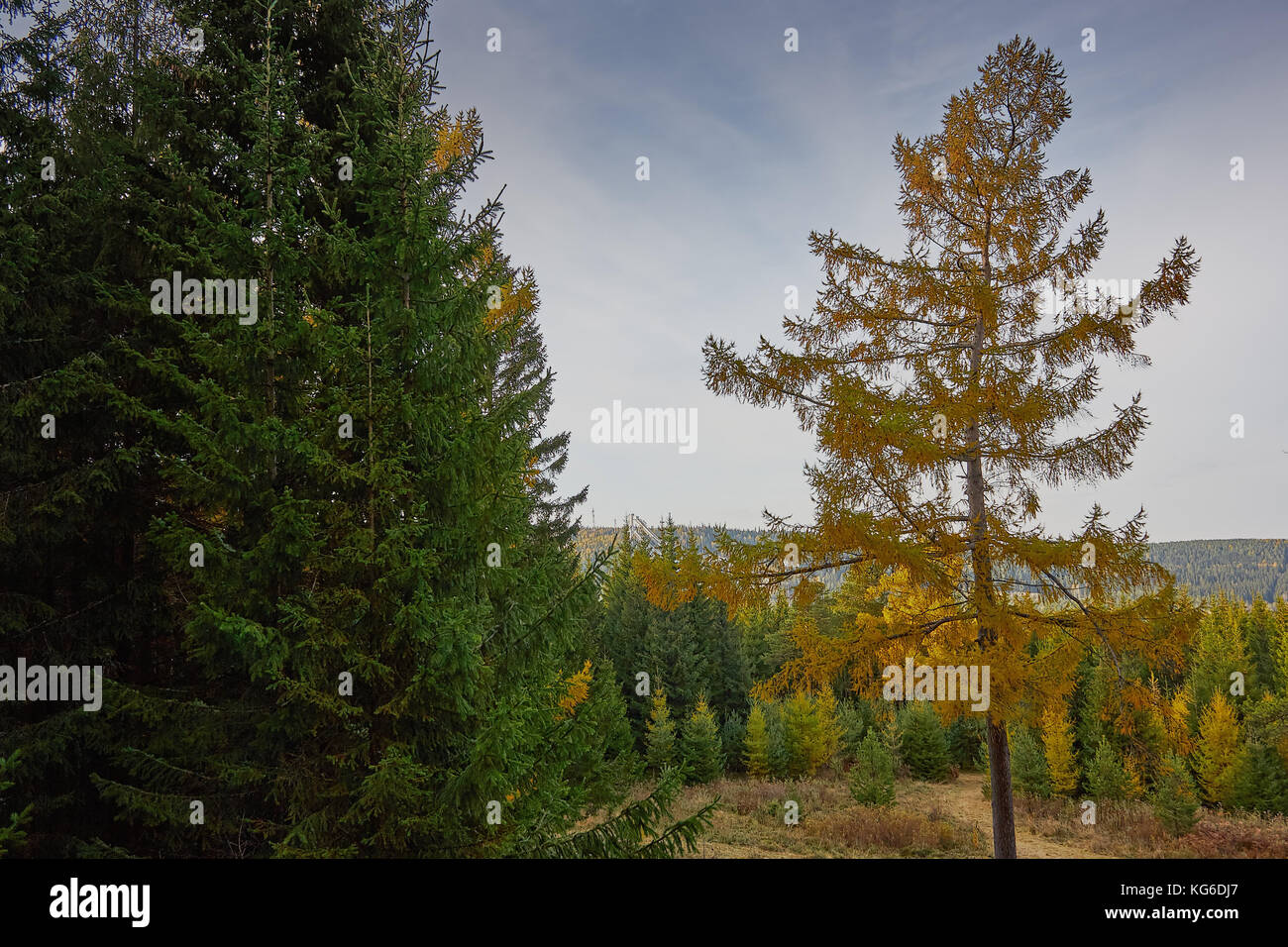 the mountain autumn landscape with colorful forest Stock Photo - Alamy