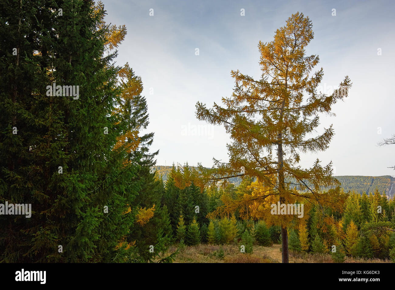 the mountain autumn landscape with colorful forest Stock Photo - Alamy