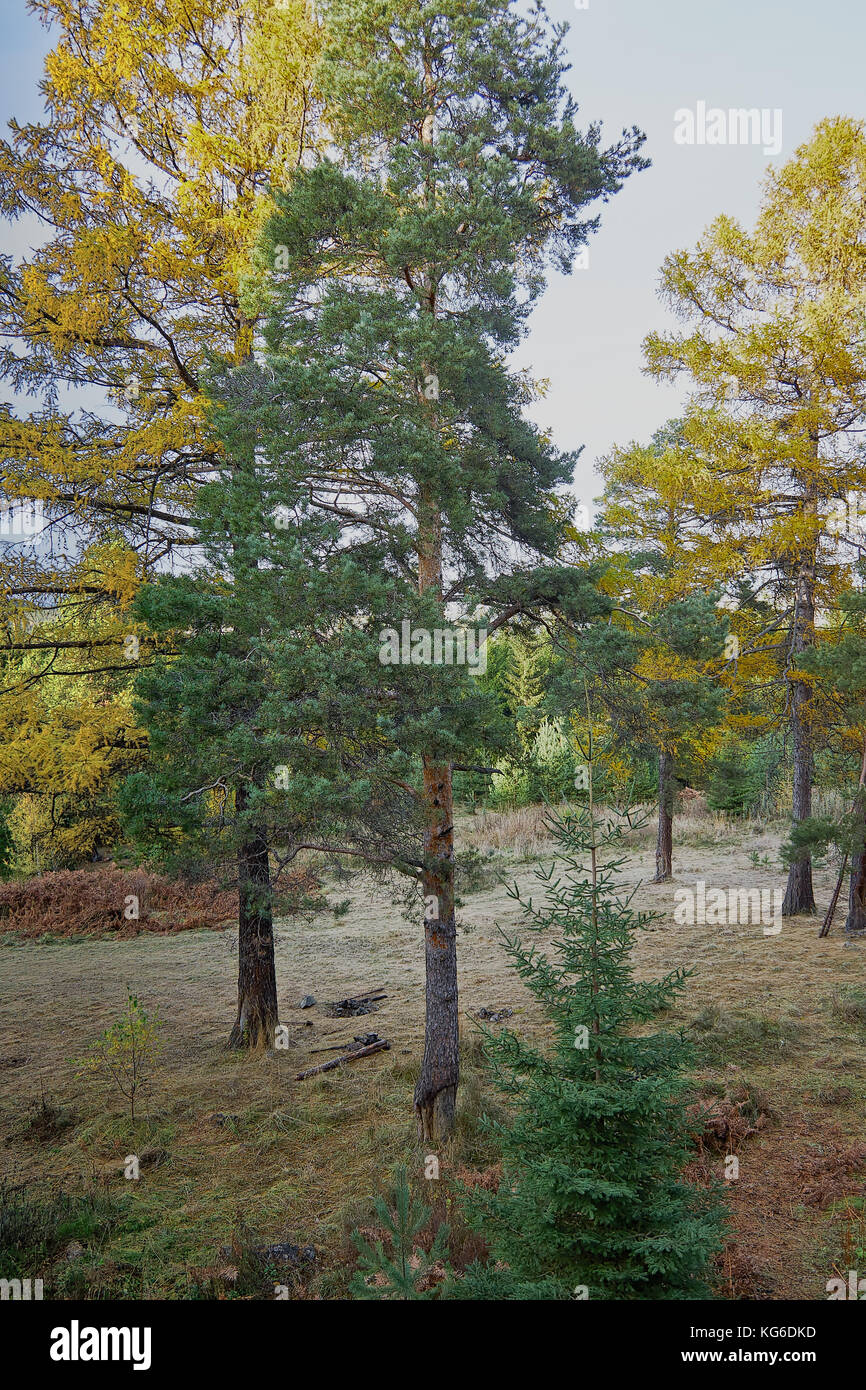the mountain autumn landscape with colorful forest Stock Photo - Alamy