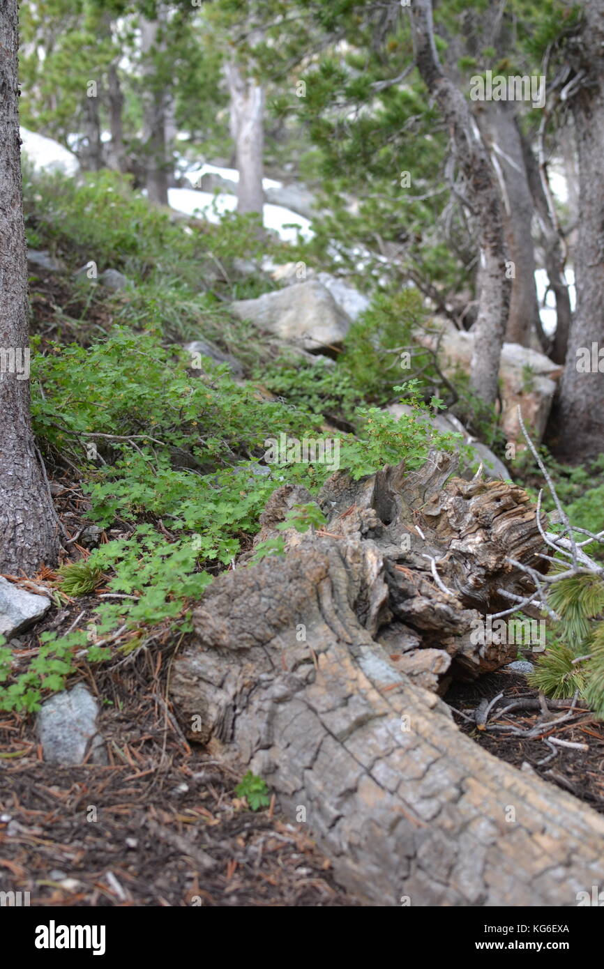 Lamoille Canyon Stock Photo