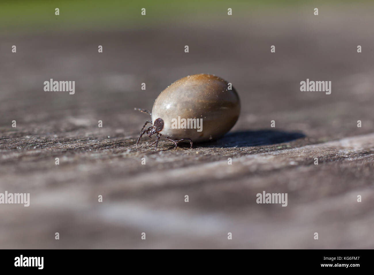 Zeckenbiss hi-res stock photography and images - Alamy