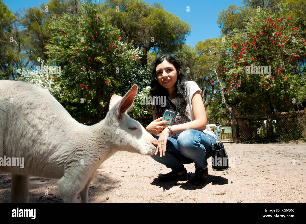 Tourist Posing with a Kangaroo - Australia Stock Photo