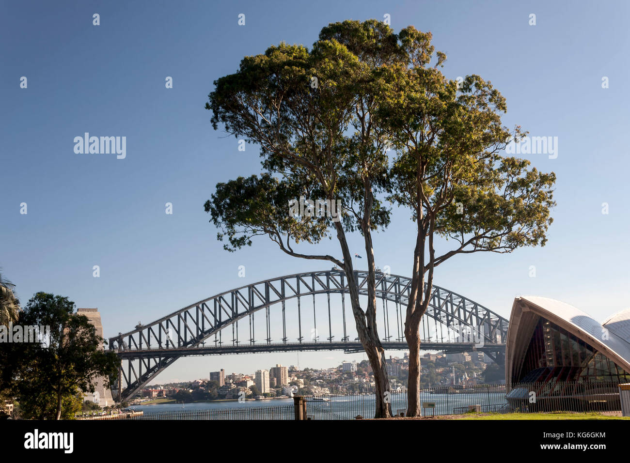 Lone tree in front of Sydney Harbour Bridge, Sydney, Australia Stock Photo