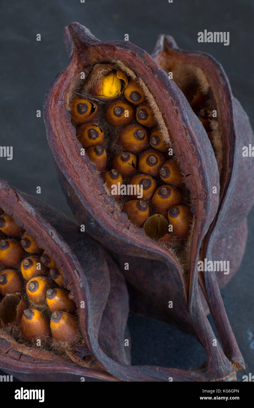 Bottle tree seed pod close up, Polis, Cyprus, Mediterranean Stock Photo Alamy