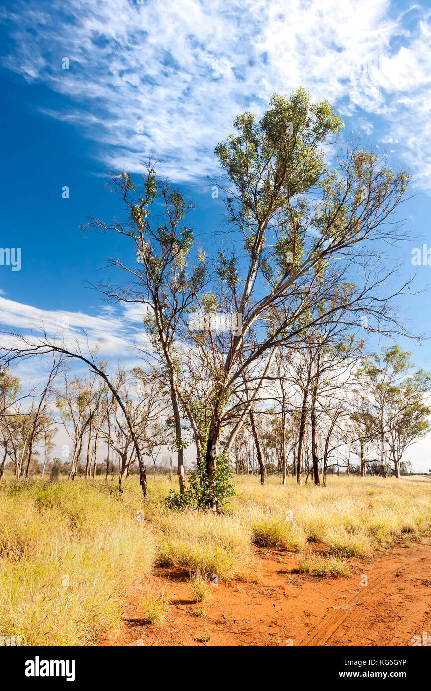 Red earth track tree and clouds in blue sky, Red Centre, Australia