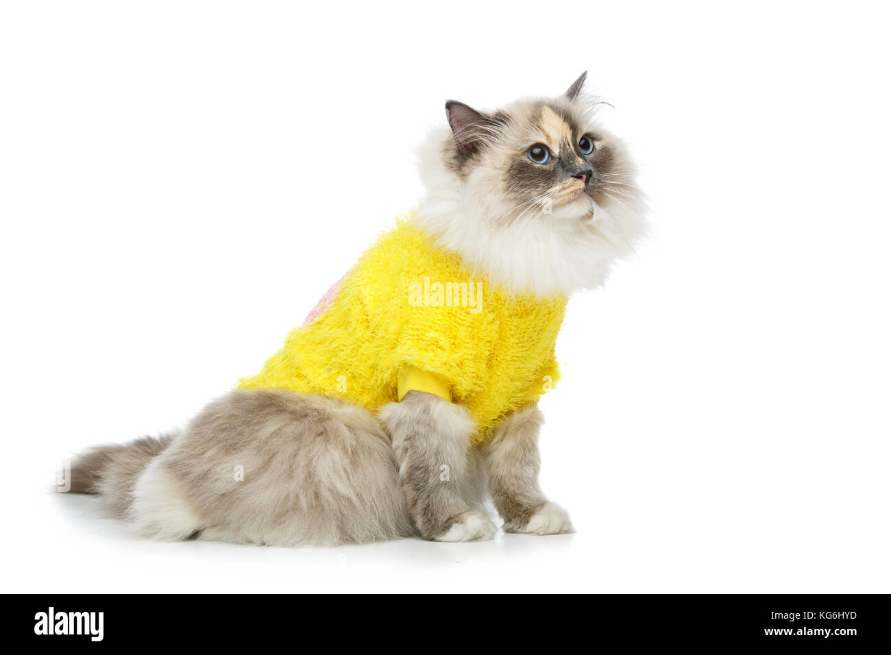 yellow cat sweater