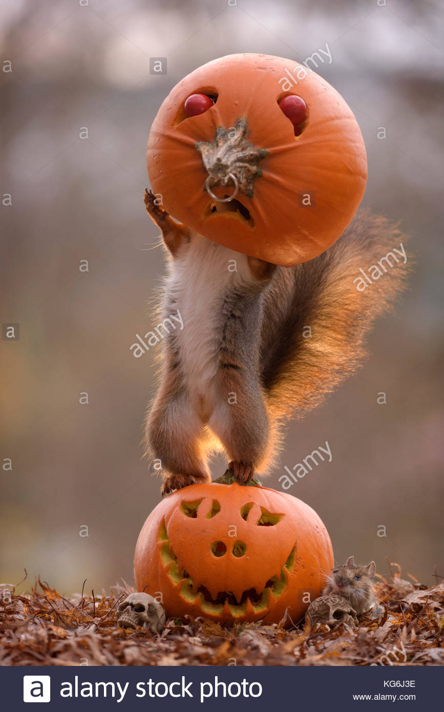 Download Pumpkin Face Mask High Resolution Stock Photography And Images Alamy PSD Mockup Templates