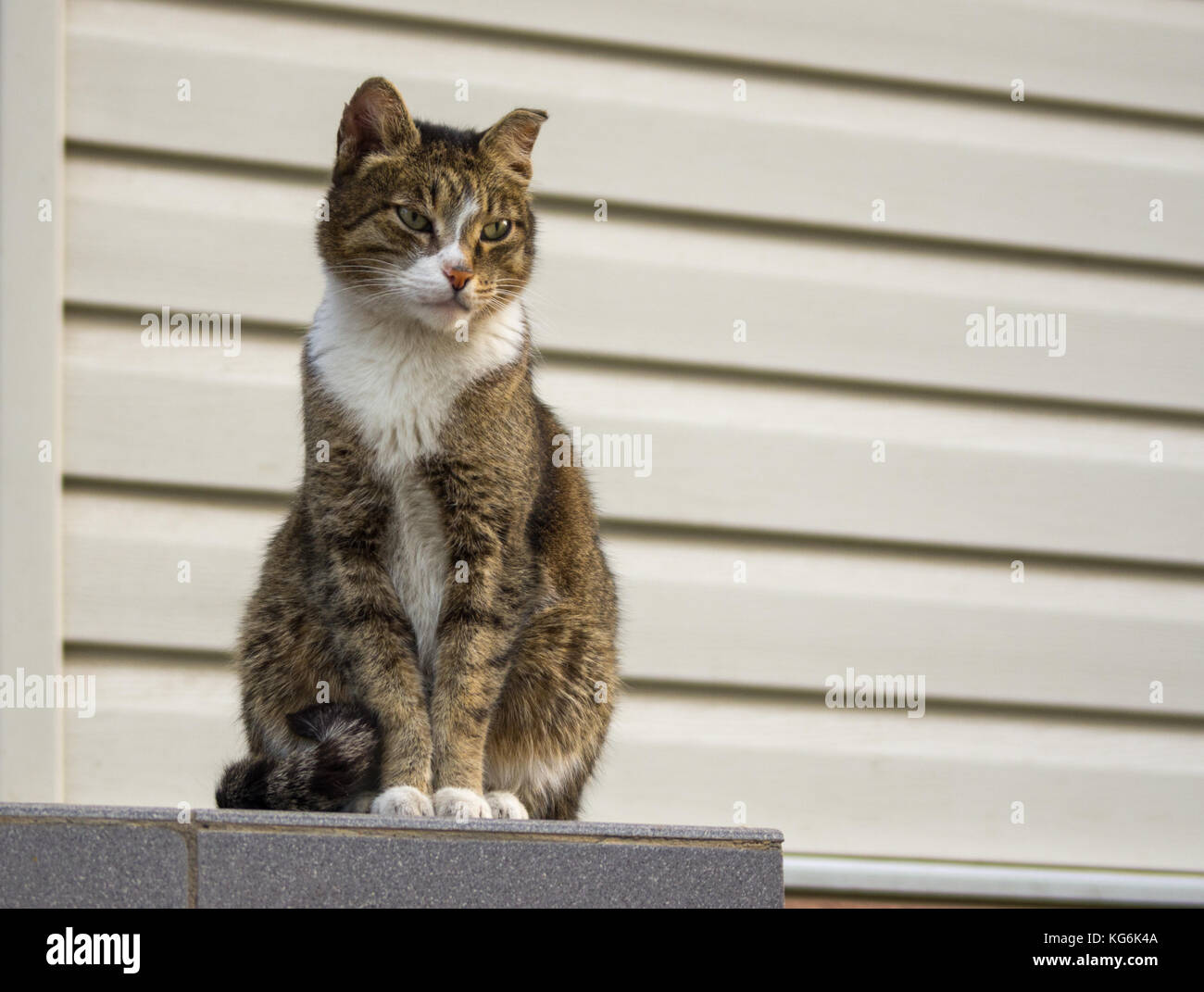 A tough street cat with green eyes watching the neighborhood Stock ...