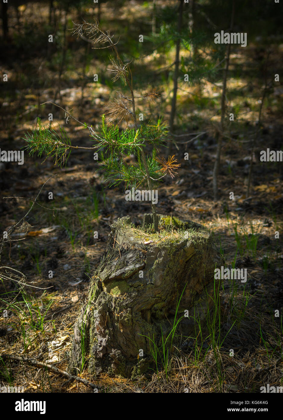 A pine tree sapling on an old stump lit with bright sun in the forest Stock Photo