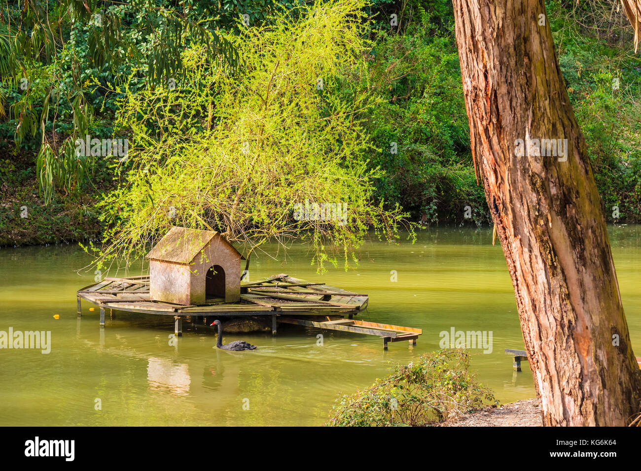 A lake with house for swans and swimming black swan located in Sochi