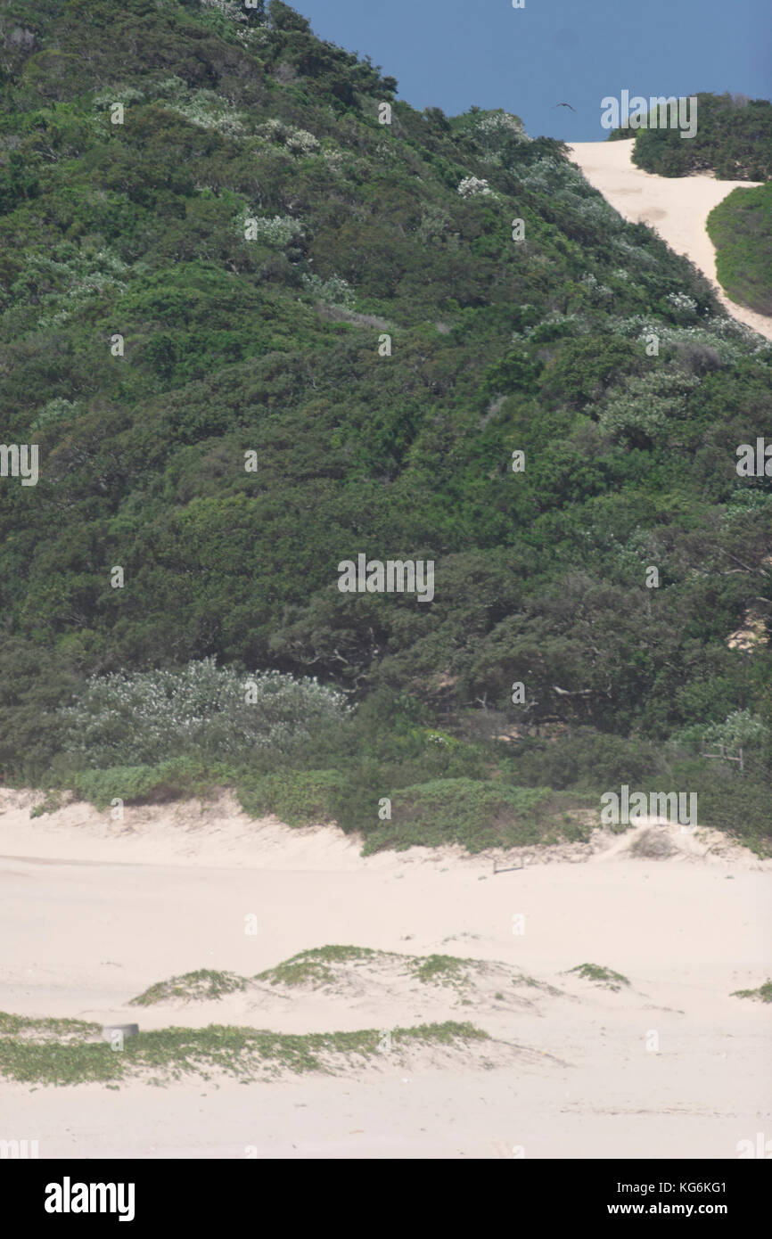 Coastal sand dunes in South African coast Stock Photo Alamy