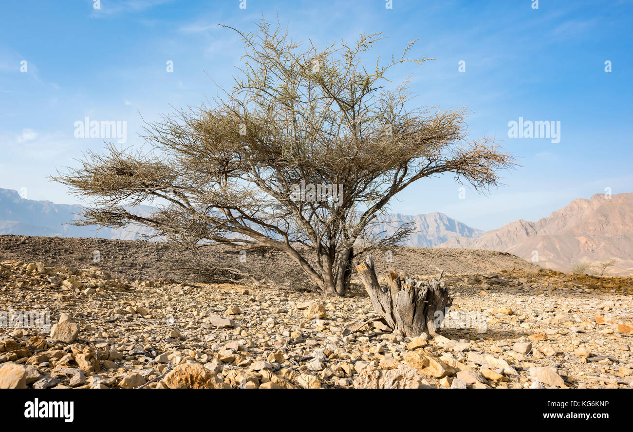 Acacia Tree between rocks in a Wadi near Wadi Dayqah Dam in the Sultanate of Oman. Stock Photo