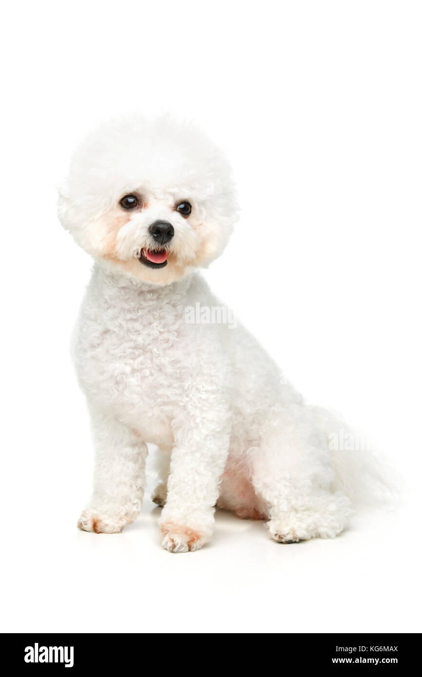 beautiful bichon frisee dog Stock Photo - Alamy