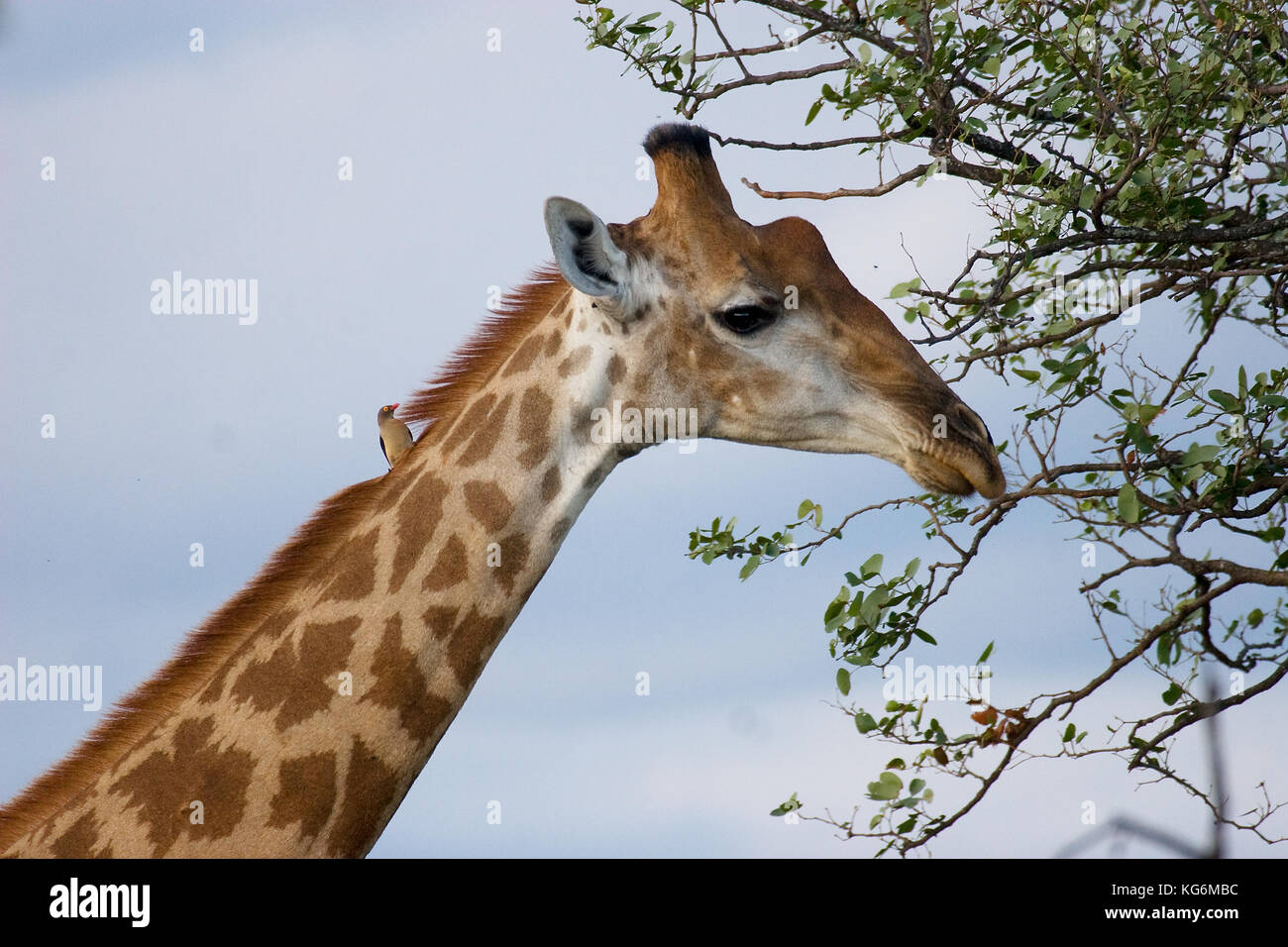 Giraffe eating leaves tall tree hi-res stock photography and images - Alamy