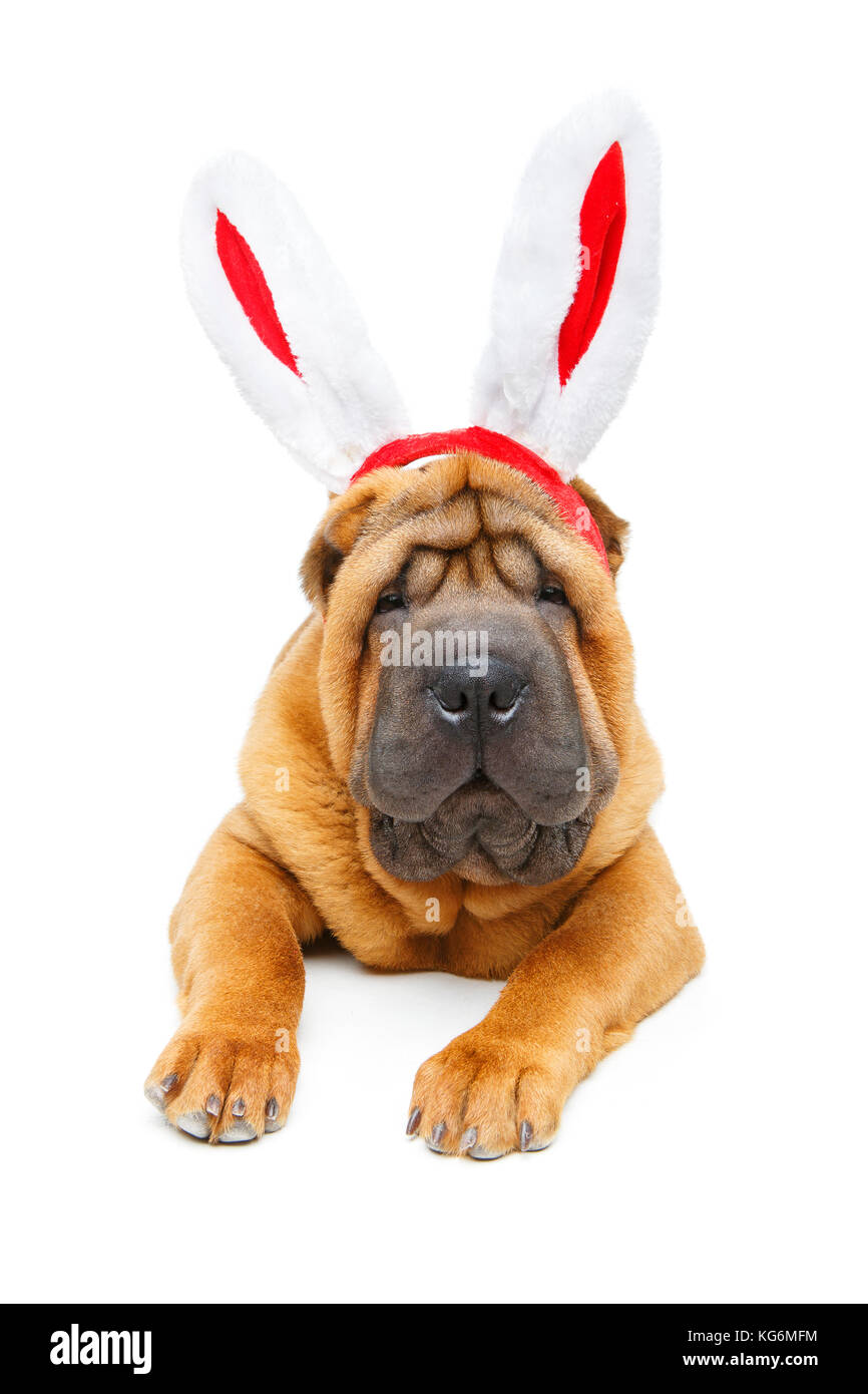 shar pei puppy in xmas bunny ears headband Stock Photo - Alamy