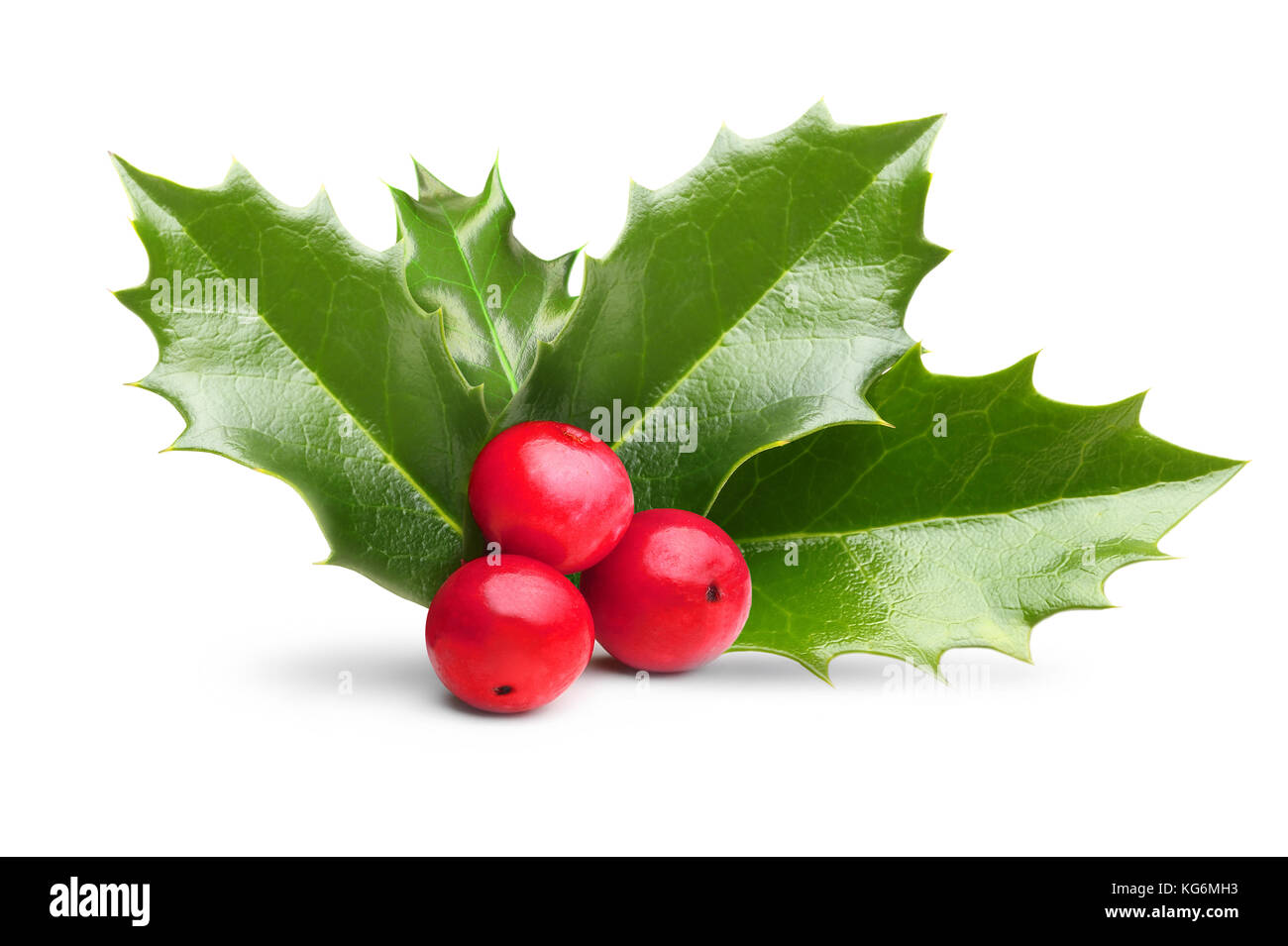 Holly berrie leaves hi-res stock photography and images - Alamy