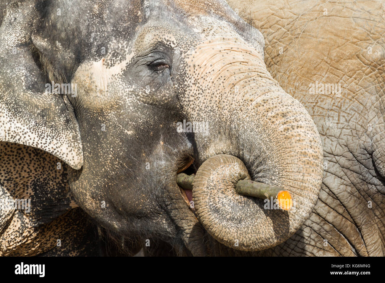 Nahaufnahme Elefant Stock Photo