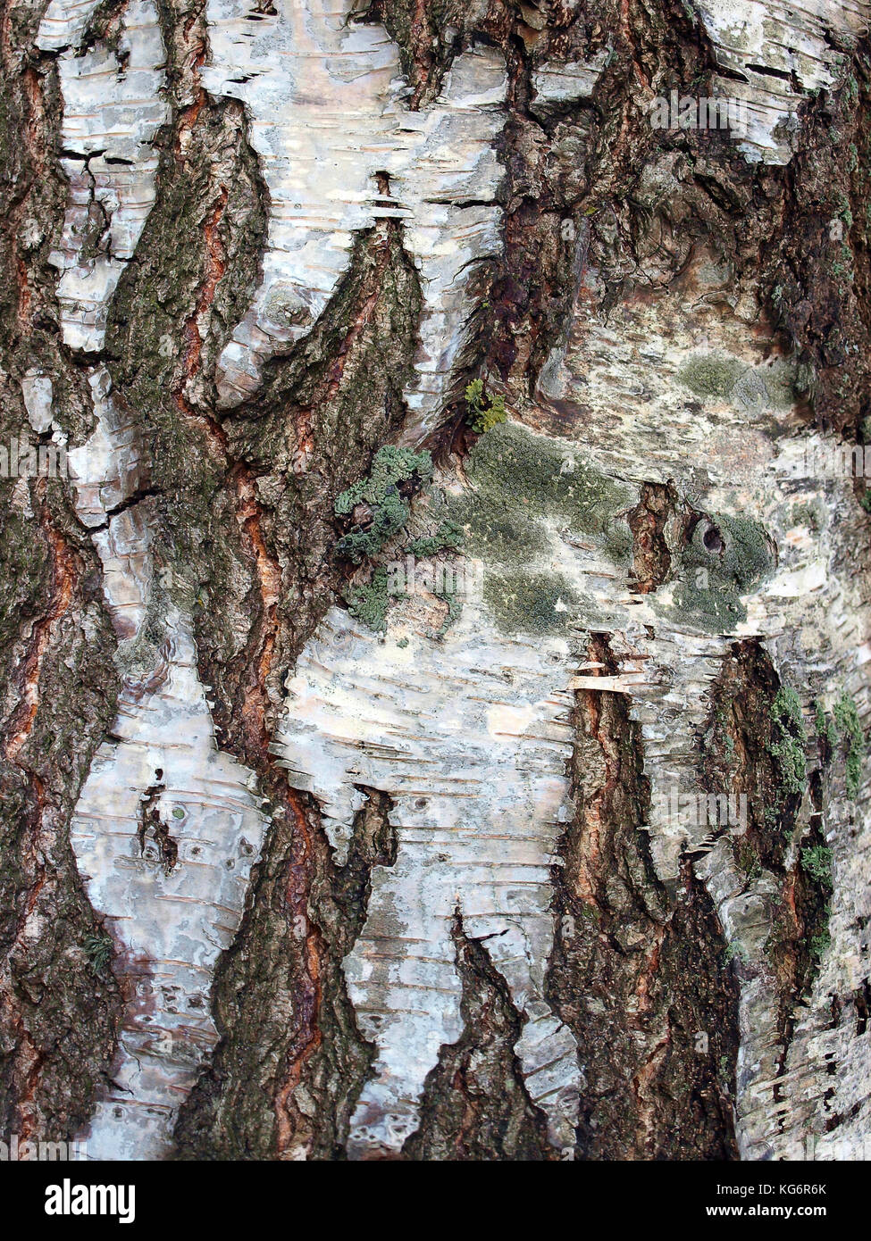Old birch tree bark surface texture close up Stock Photo - Alamy